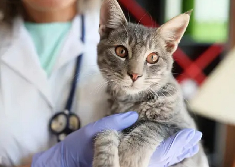 5 Ciri-Ciri Kucing Sakit Yang Harus Segera di Obati! Kenali Ciri Cirinya Disini Yuk Catlovers!
