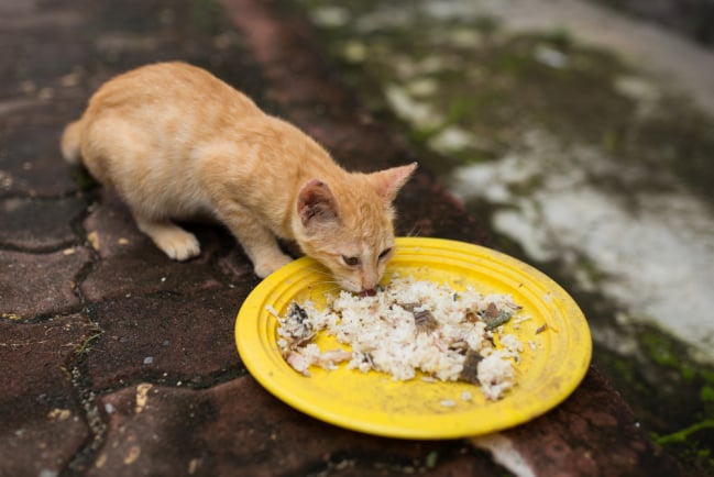 Sering Dianggap Sepele, Ternyata Inilah 4 Efek Buruk Memberikan Kucing Makanan Bekas Manusia