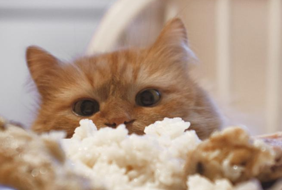 Apakah Kucing Anggora Boleh Makan Nasi? Awas! Jangan Asal Kasih Anabul Makanan 