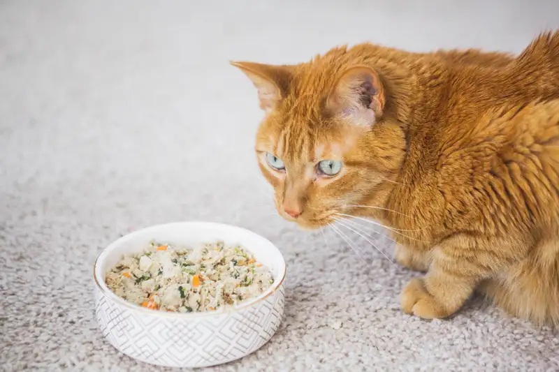 Bikin Makanan Kucing Di Rumah Yuk, Inilah Resep yang Mudah dan Murah!