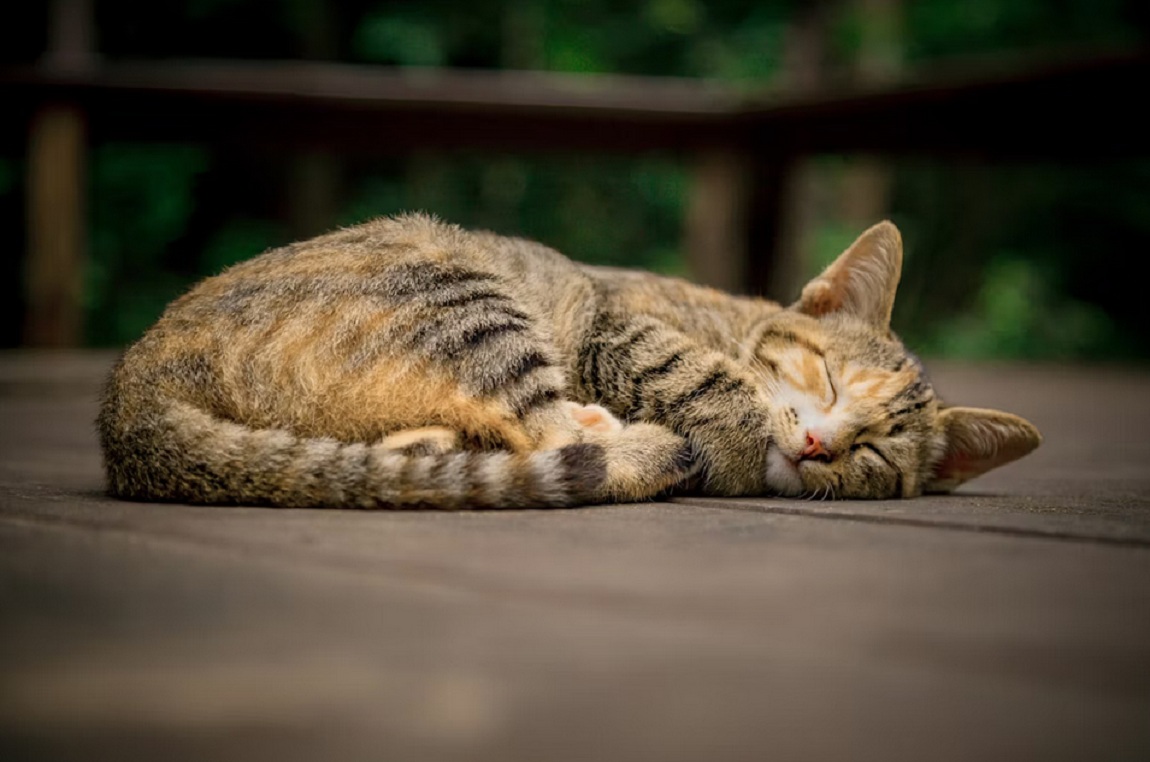 7 Hal Yang Membuat Kucing Liar Betah Berada di Teras Rumahmu, Ternyata Karena Hal Ini!