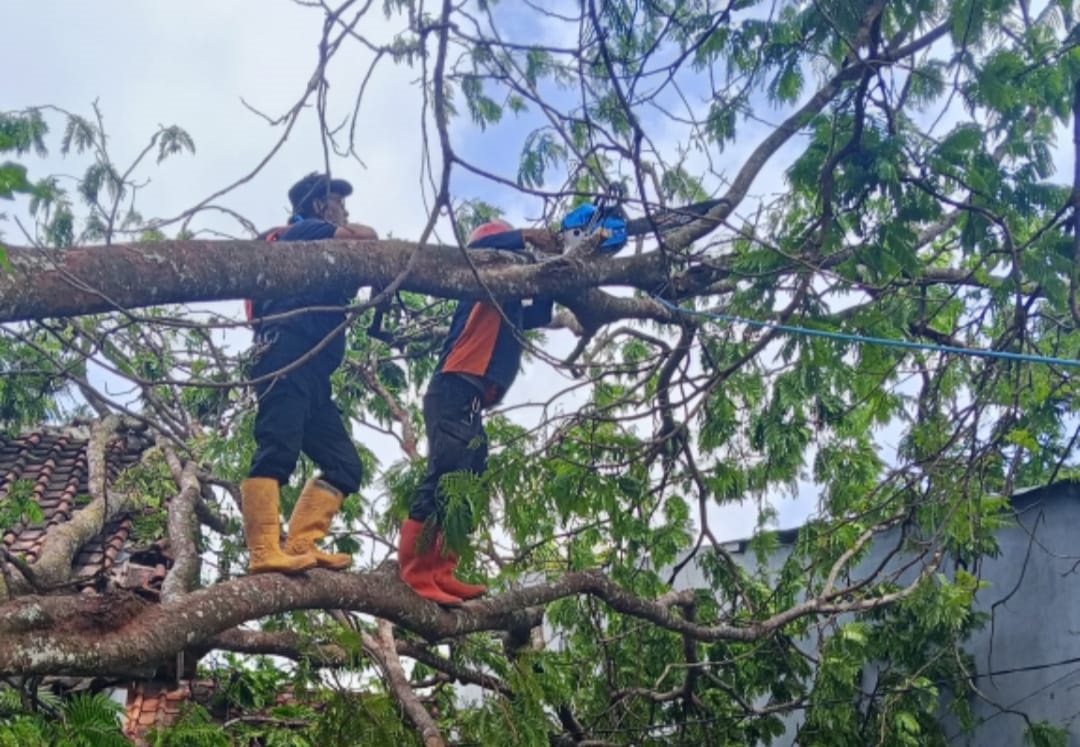 Wilayah Kuningan Dilanda Angin Kencang, 17 Titik Desa Laporkan Adanya Pohon Tumbang