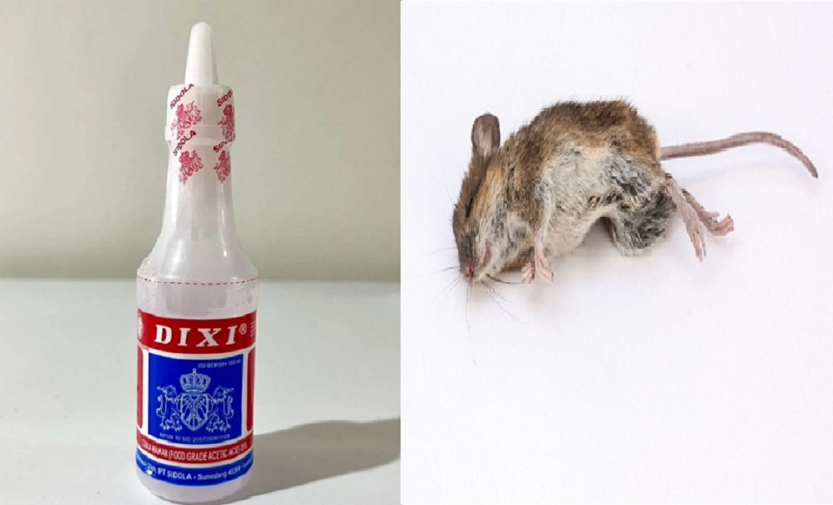 Tikus Pusing Karena Baunya, Ini Dia 5 Cara Praktis Usir Tikus Menggunakan Cuka di Rumah