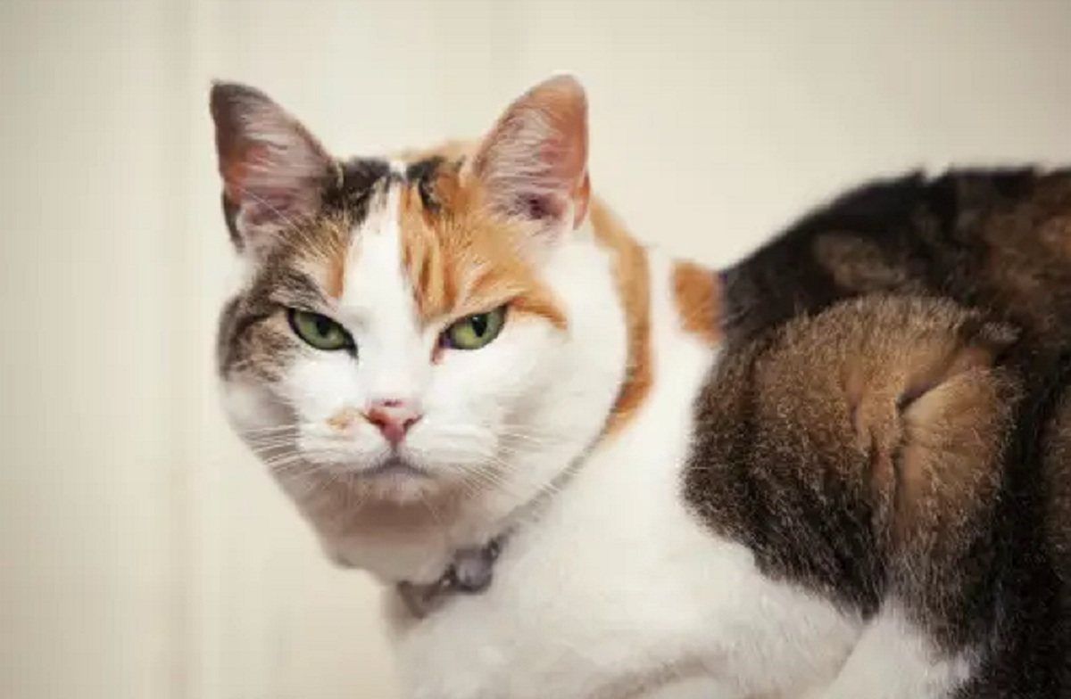 Yuk Cari Tahu 5 Tanda Kucing Sedang Tidak Bahagia, Pemilik Anabul Wajib Peka!