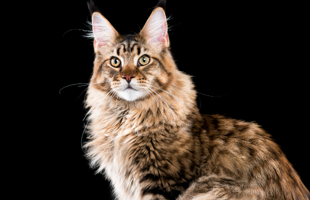Kenali Lebih Dalam Singa Mini Alias Kucing Ras Maine Coon, dengan 5 Fakta Unik Kucing Maine Coon Berikut Ini