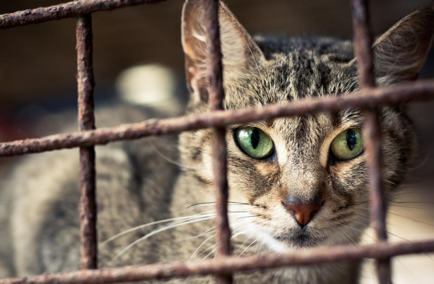 Bukan Hanya Air! Ternyata Ini 7 Hal yang Ditakuti Hewan Peliharaan Kucing