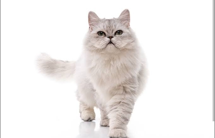 10 Jenis Kucing Ras Ini Cocok untuk Hewan Peliharaan di Rumah