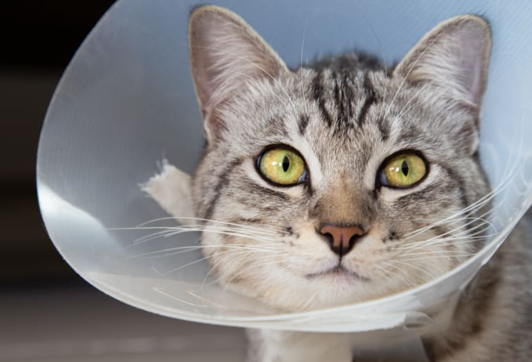 Sering Disepelekan! Berikut 4 Manfaat Sterilisasi Kucing Kampung, yang Wajib Diketahui Pemilik Kucing