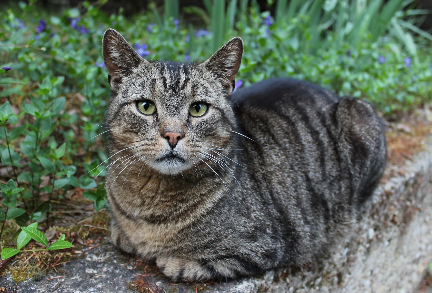 Ternyata Penting! Ini 4 Manfaat Pelihara Kucing Liar atau Kucing Kampung, yang Masih Jarang diketahui!