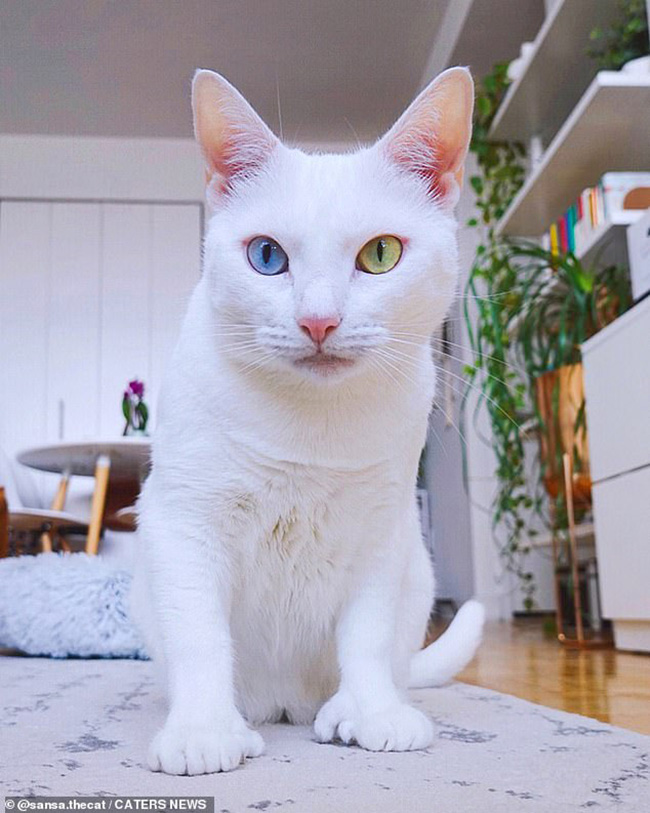 Kenapa Mata Kucing Beda Warna? Inilah Penyebab dan Fakta Unik Kucing Odd Eye yang Memiliki Warna Mata Berbeda