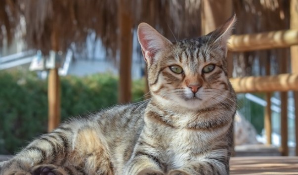 Kenapa Kucing Liar Selalu Datang ke Halaman Rumah? Ini 4 Alasan yang Masih Jarang Diketahui