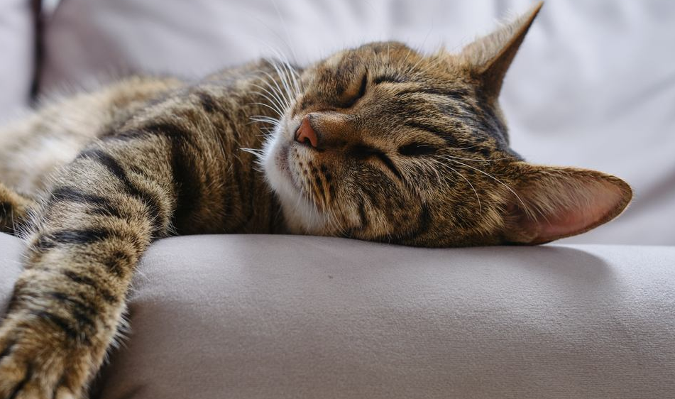 Tidur Bersama Kucing Ternyata Bikin Sehat? Simak 6 Manfaat Tidur dengan Kucing yang Jarang Diketahui Berikut 
