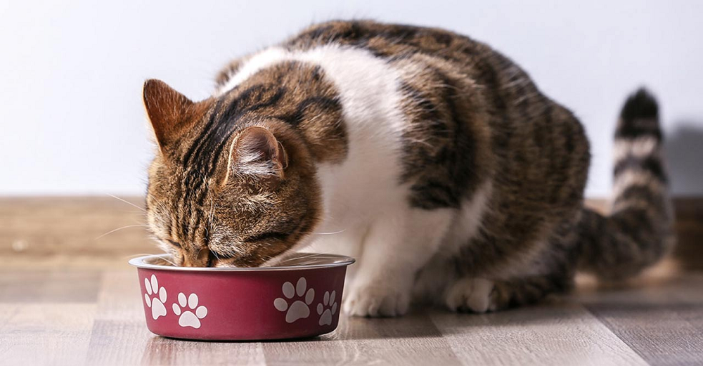 Cara Membuat Makanan Kucing Sendiri di Rumah, Mudah dan Murah!