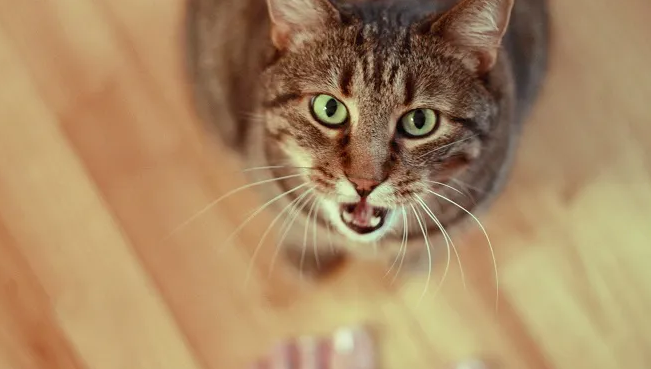 Pahami 5 Arti dari Suara Kucing Berikut ini, yang Wajib dipahami Catlovers!