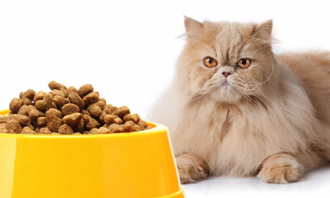 3 Resep Makanan Kucing, Bikin Nafsu Makan Semakin Bertambah dan Memenuhi Kebutuhan Nutrisi Anabul
