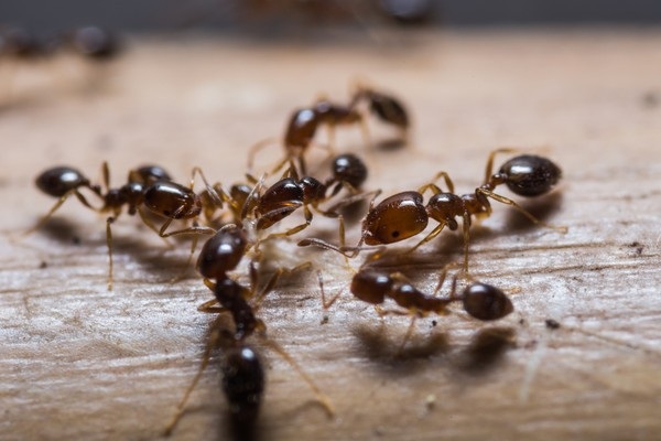 Semut Bisa Menjadi Penyebab Kerusakan Mental! Inilah 4 Masalah yang Dibawa Semut Ketika di Dalam Rumah