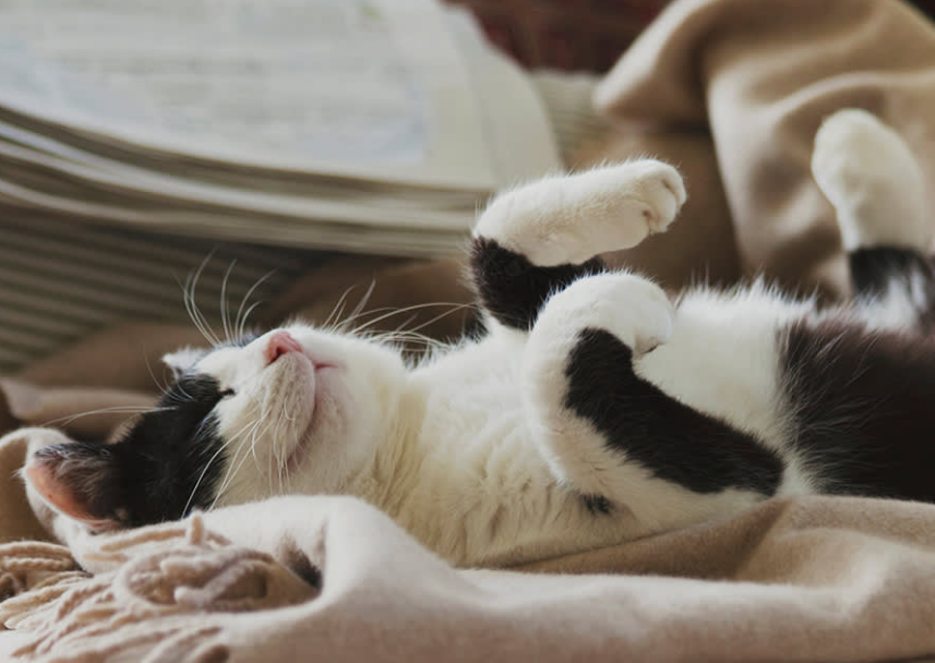 Bikin Terharu! 4 Bahasa Tubuh Kucing Berterima Kasih Berikut ini, Wajib diketahui Para Pemilik Kucing