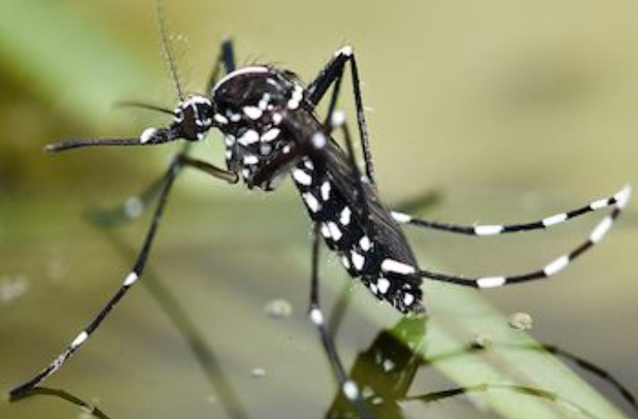 Inilah 5 Sarang Nyamuk di Rumah, Ancaman Tersembunyi yang Harus Diwaspadai!