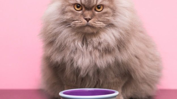 Inilah 7 Makanan Terbaik Untuk Melebatkan Bulu Kucing Persia! Nomor Terakhir Paling Jitu