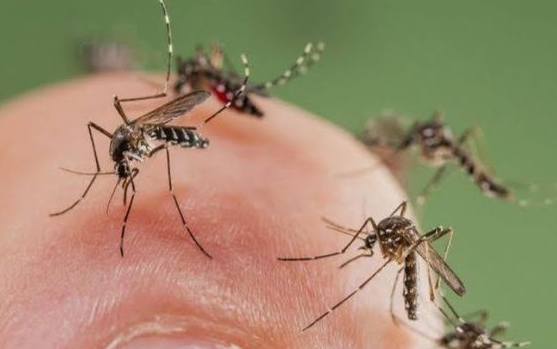 Dijamin Bebas Dari Gigitan Nyamuk! Ikuti 6 Cara Membasmi Nyamuk Paling Instan Dan Ampuh 