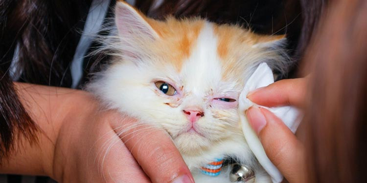5 Rekomendasi Obat Mata Kucing Belekan yang Ampuh dan Efektif  