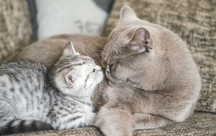 Kitten-mu Dibully Terus? Ini 4 Cara Mengenalkan Kucing Dewasa dengan Kitten yang Tepat!