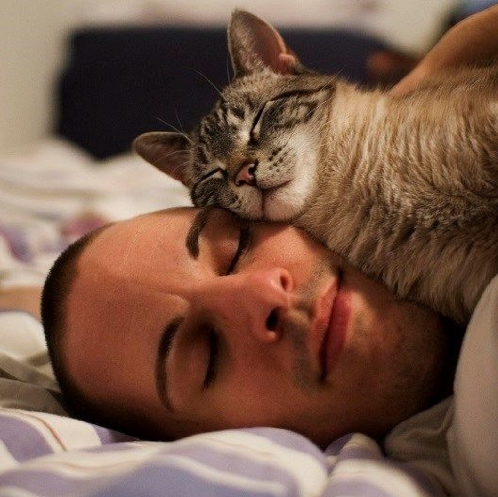 Bolehkah Kita Tidur Bareng Bersama Kucing ? Yuk Simak 5 Resikonya Disini
