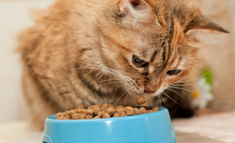 Caramu Salah! Ini 7 Alasan Kucing Sering Menyisakan Makanannya, Serta Cara Mengatasinya