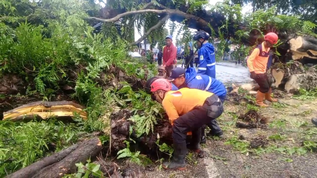 Pohon Asem Tumbang di Sampora, Tutup Jalan Utama Cirebon-Kuningan dan Timpa Bangunan