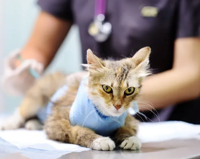 Apakah Bisa Steril Kucing Tanpa Operasi? Inilah 2 Alternatif Mengatasi Anabul Doyan Hamil