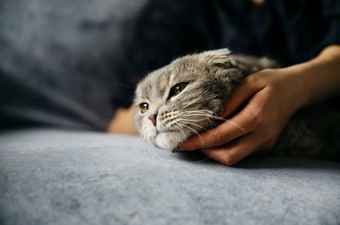 Kenapa Kucing Sangat Suka Dielus Dagu oleh Pemiliknya? Ini 4 Alasannya,Ternyata Bikin Kucing Nyaman dan Rileks