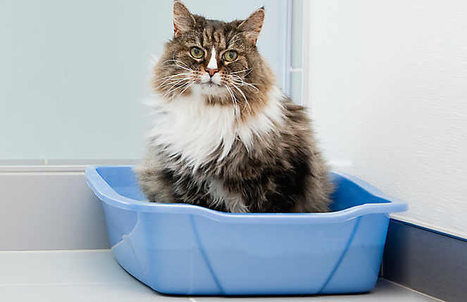 Pemilik Kucing Wajib Tau! Ini 4 Cara Penggunaan Kotak Pasir Kucing yang Baik dan Benar