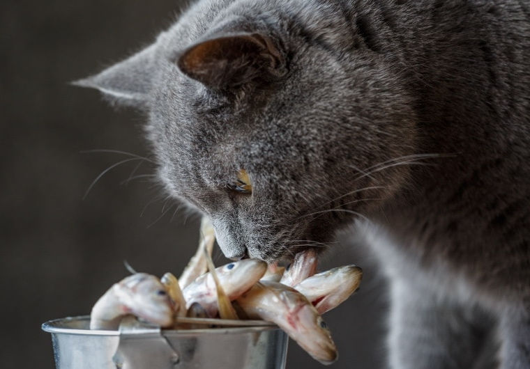 2 Resep Makanan Kucing Rumahan yang Terbuat dari Ikan, Kucing Peliharaanmu dijamin Suka!
