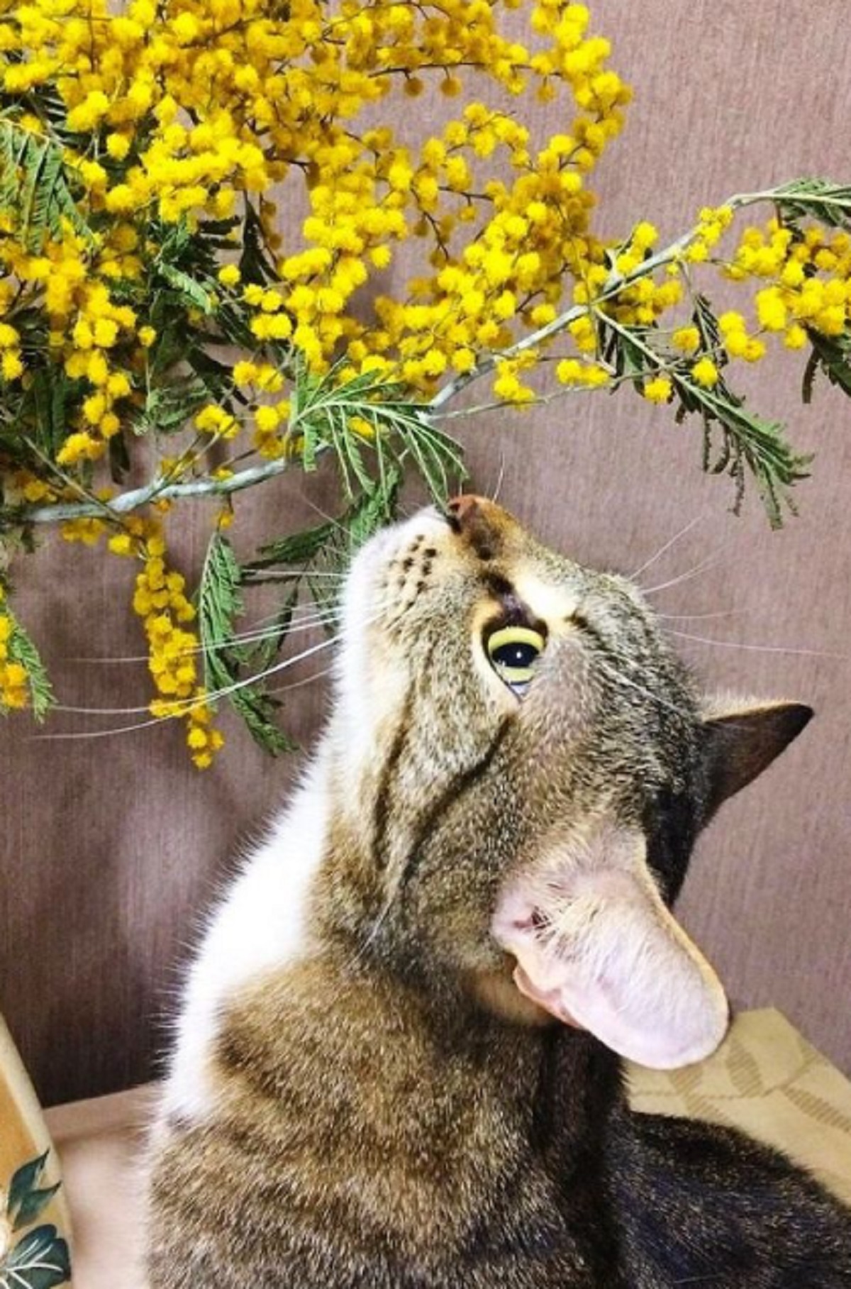 Halaman Rumah Sering Di Berakin Kucing Liar? Gunakan 7 Tanaman Pengusir Kucing Liar Yang Ampuh Usir Kucing