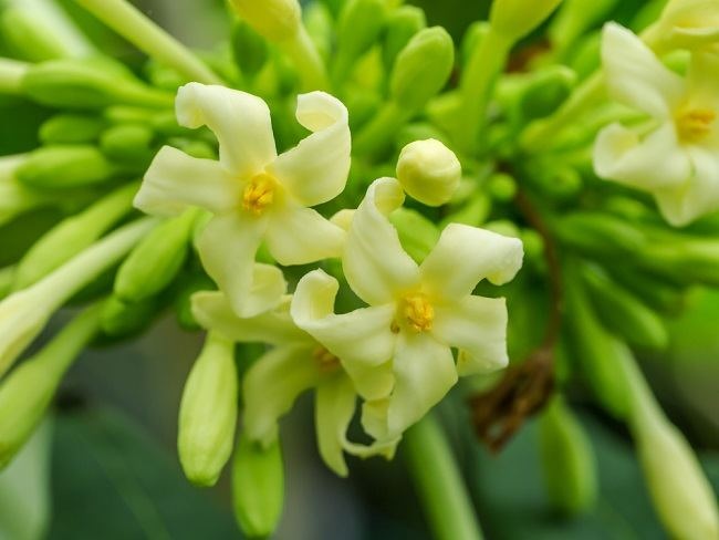 Apakah Bunga Pepaya Bisa Mengatasi Penyakit Kronis? Inilah 6 Manfaat Bunga Pepaya Bagi Kesehatan
