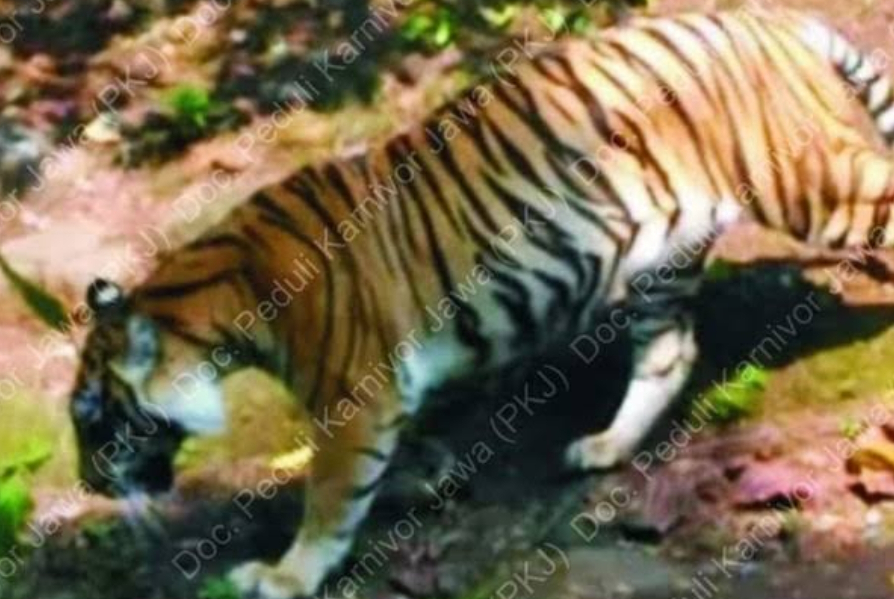 Habitat Terakhir Harimau Jawa di Gunung Ciremai? Kesaksian Pendaki Masih Melihat di Tahun 2002