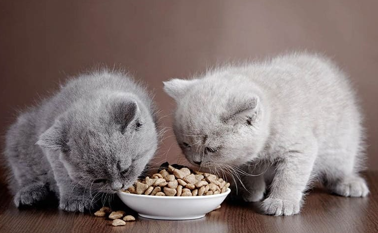 4 Rekomendasi Makanan Kucing Untuk Kitten, yang Bagus Untuk Menggemukan Anabul!