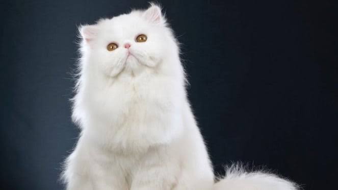 10 Ide Nama Kucing Islami yang Indah dan Penuh Makna