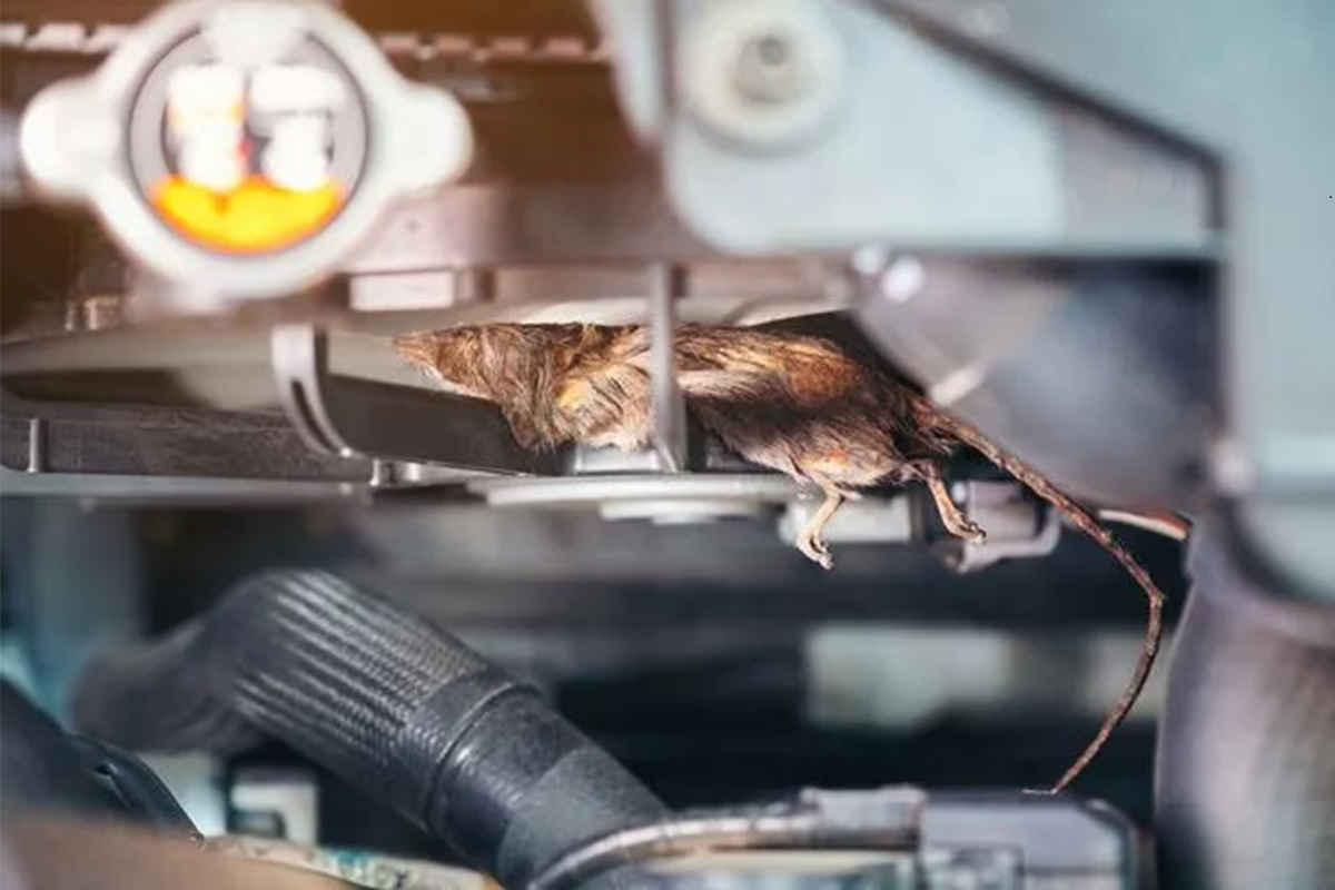 Alasan Mengapa Tikus Sangat Senang Masuk dan Bersarang di Dalam Kap Mesin Mobil Kita