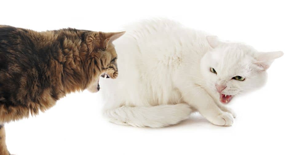 Inilah 5 Arti Suara Kucing Menggeram, yang Perlu Kamu Ketahui! Hati-hati, Bisa Jadi Tanda Peringatan!