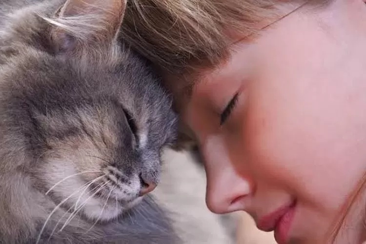 Apakah Benar Kucing Tergolong Hewan Cerdas? Inilah 3 Bukti dan Menjadi Tanda Kucing Sayang Majikan 