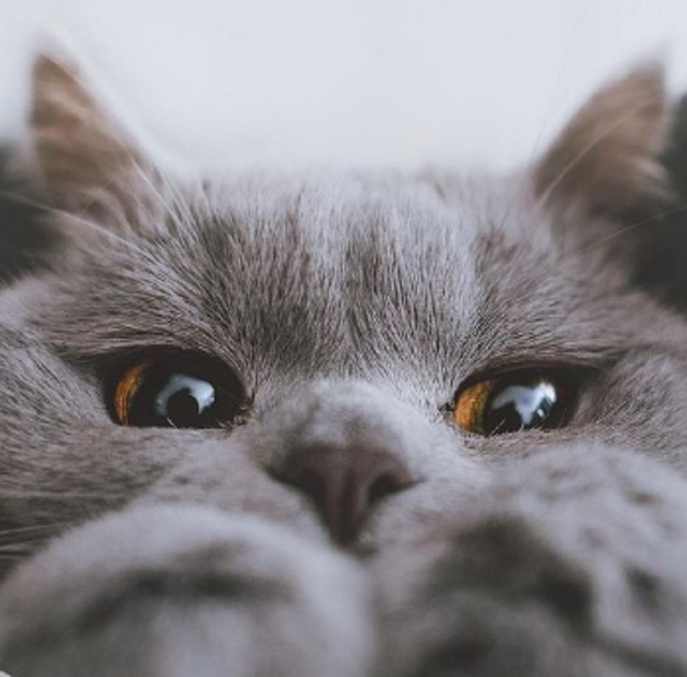 Kenapa Kucing Suka Menatap Wajahmu? Ternyata Alasannya Bikin Terharu
