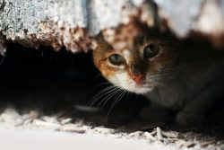 Ternyata Ini 5 Alasan Kenapa Kucing Suka Bersembunyi Ketika Akan Mati, Kucing Tidak Ingin Pemiliknya Sedih