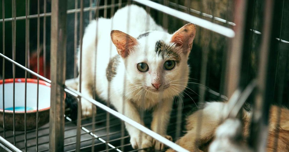 Tips Membersihkan Kandang Kucing Agar Tidak Bau dan Tetap Wangi, Pemula Wajib Baca!