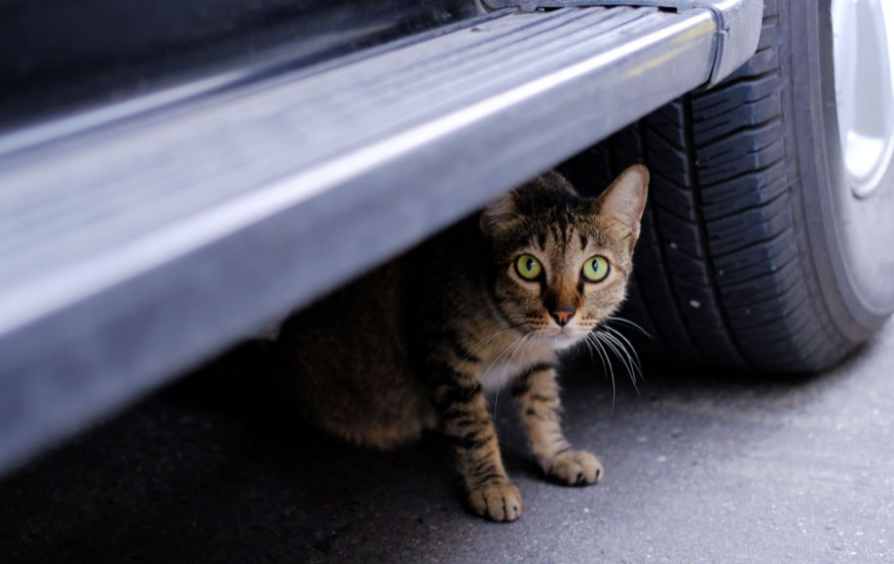 Kenapa Kucing Suka Ngumpet di Bawah Mobil? Berikut 5 Jenis Tempat Persembunyian Favorit Kucing Liar