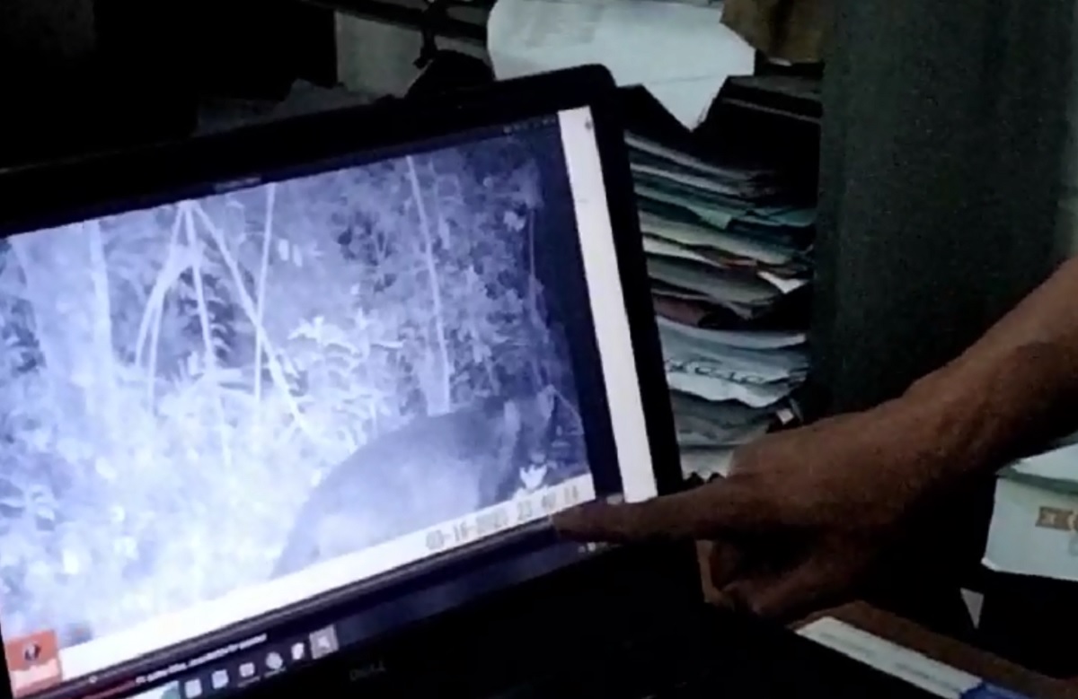 Macan Tutul Jawa Gunung Ciremai Dipantau 36 Camera Trap, Dipasang di Lokasi Ini