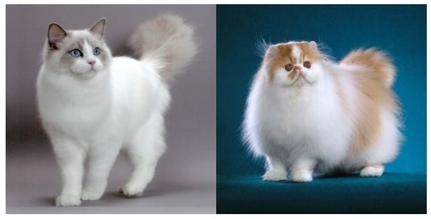 Kira-Kira Kucing Anggora Dengan Kucing Persia Mana yang Bagus? Simak Penjelasan Ini!