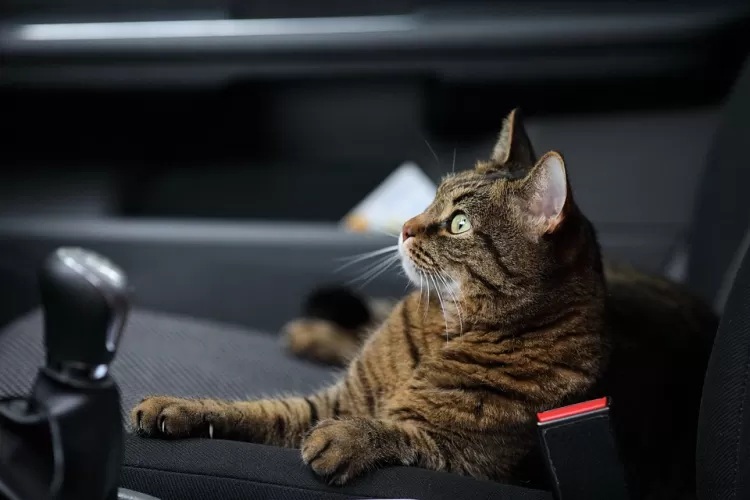 Kata Siapa Ribet? Inilah 5 Cara Membawa Kucing Mudik dengan Mobil Pribadi, Bikin Perjalanan Jauh Lebih Nyaman!