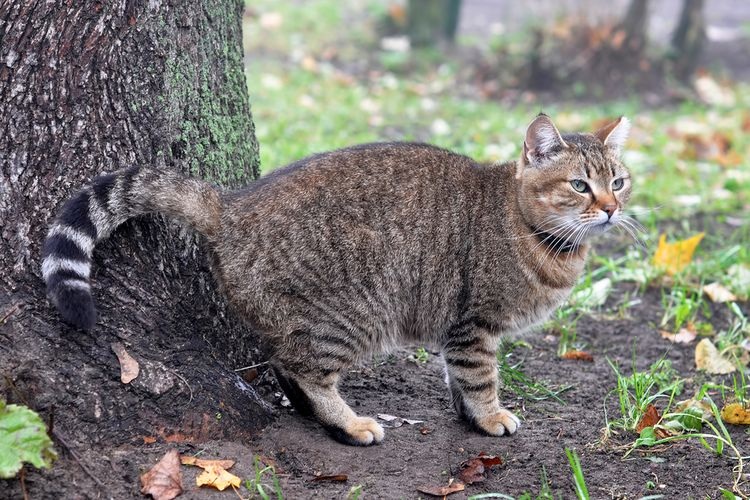 Terdapat 3 Cara Menusir Kucing Liar Tanpa Menyakiti Ketika Berak di Pekarangan Rumah, Sangat Ampuh!