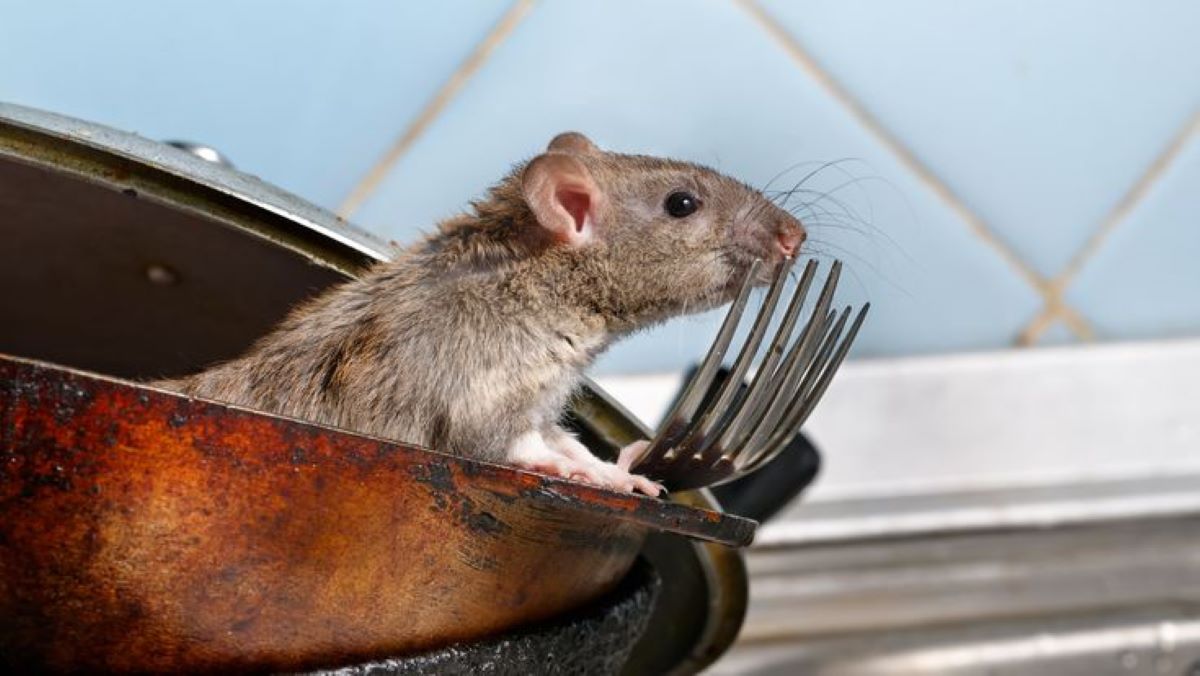 Aromanya Buat Tikus Tepar! Ini Dia 6 Bumbu Dapur Alami yang Dapat Mencegah dan Mengusir Tikus Masuk Rumah